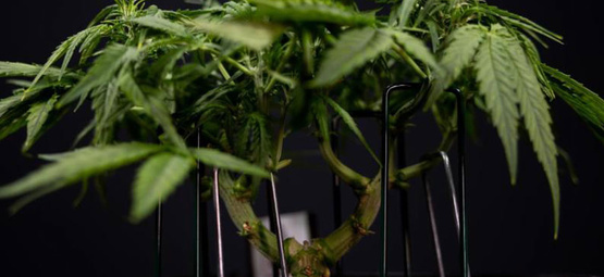 Lavstress-træning (LST) af cannabis: Komplet guide