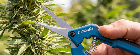 Fimming af cannabis for større udbytte: Hvornår og hvordan du FIM’er dine planter