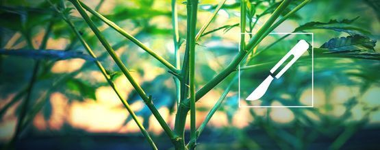 Guide til at splitte cannabisstængler