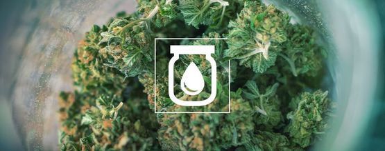 Vandkuring af cannabis: Hvad det er, og hvordan du gør