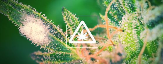 Almindelige problemer i cannabishaven