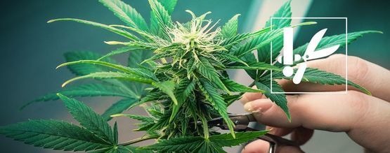 Teknikker og tips til trimning af cannabis