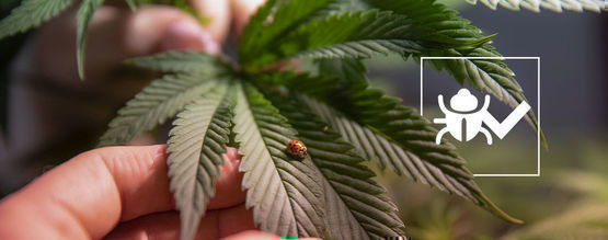 Insekter, der kan hjælpe dig med at dyrke bedre cannabis