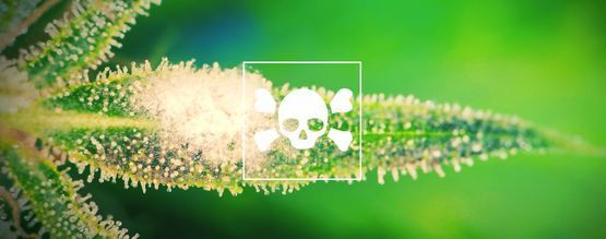 Sådan identificerer og behandler du syge cannabisplanter
