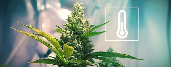 Temperatur i cannabissens dyrkerum