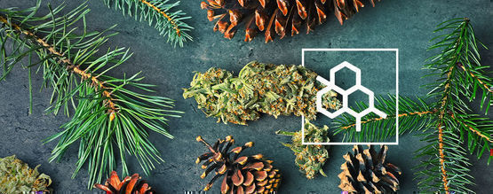 Alt, du skal vide om terpener