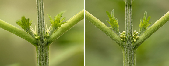 Derfor er det vigtigt at fastslå kønnet på dine cannabisplanter