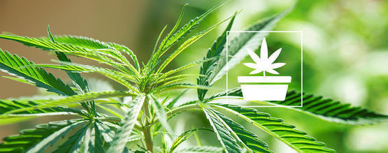 Den vegetative fase i cannabisdyrkning