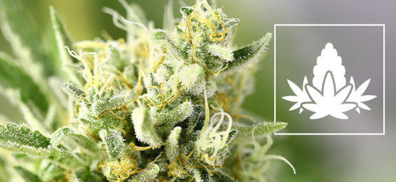Blomstringsfasen i cannabisdyrkning