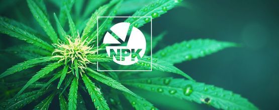 NPK: Hvad er det bedste forhold til dyrkning af cannabis