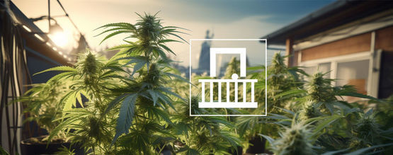 Sådan dyrker du cannabis på en altan eller terrasse