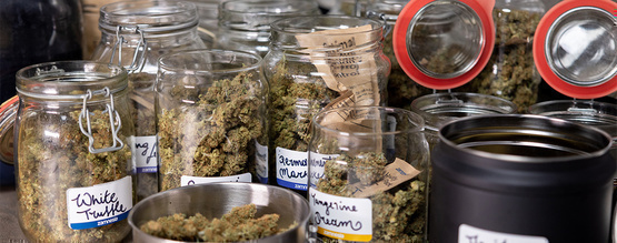 Sådan curer du din cannabis