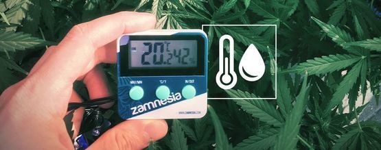 Luftfugtighed i dit dyrkningsrum til cannabis