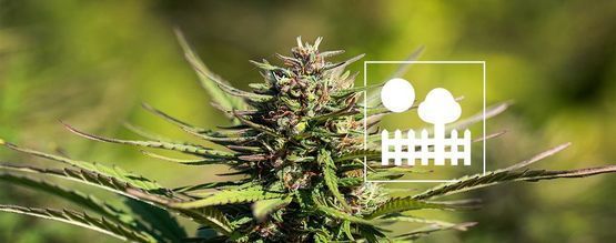 Dyrkning af cannabis i haven eller baghaven