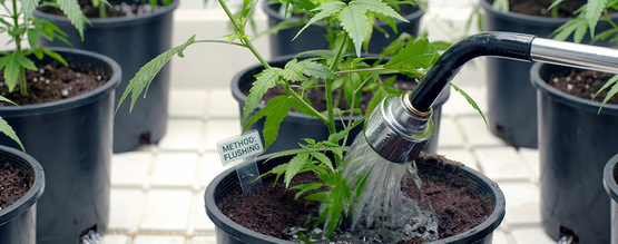Skylning af cannabis: Det skal du vide