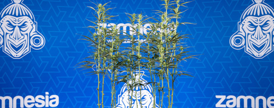 Afløvning af cannabis: Alt, du skal vide