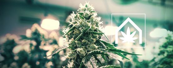 Sådan dyrker du cannabis indendørs