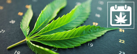 Zamnesias dyrkningskalender til udendørs cannabis