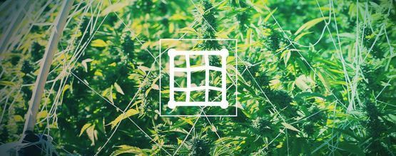 Sådan bruger du et trellisnet til cannabis