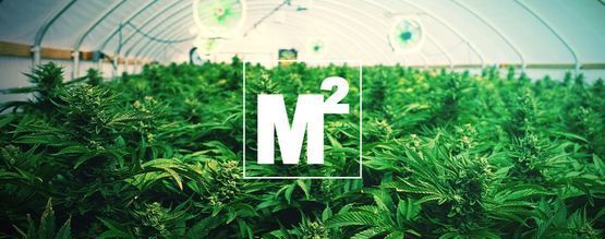 Hvor mange cannabisplanter bør du dyrke pr. kvadratmeter?