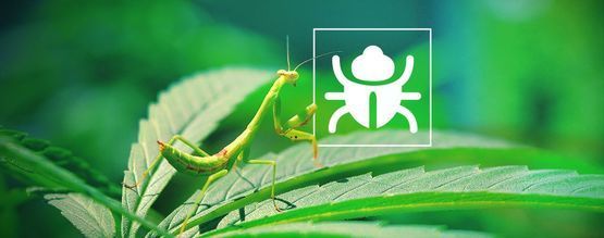 Generende skadedyr og insekter