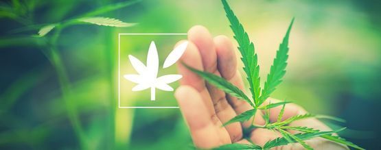 Alt om cannabisplantens anatomi