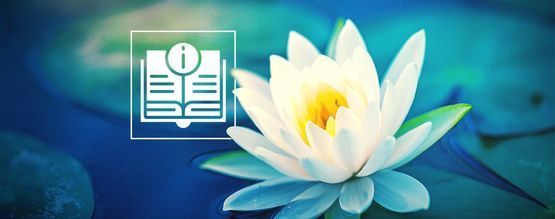Alt, du skal vide om hvid lotus