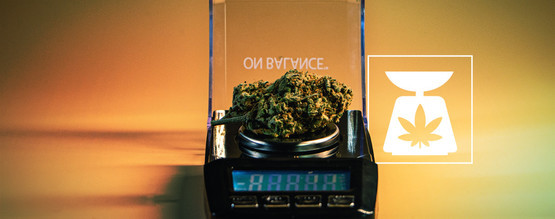 Cannabisvægt: Alt, du skal vide