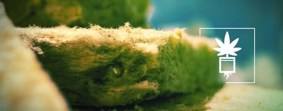 Alt, du skal vide om at dyrk cannabis i rockwool