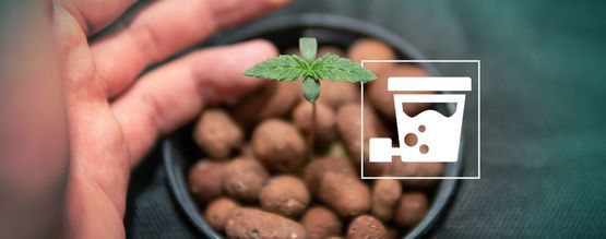 Sådan får du kæmpe udbytter af cannabis med DWC-hydroponik
