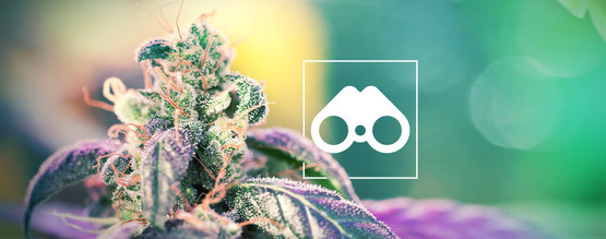 Cannabis pheno hunting: Alt, du skal vide