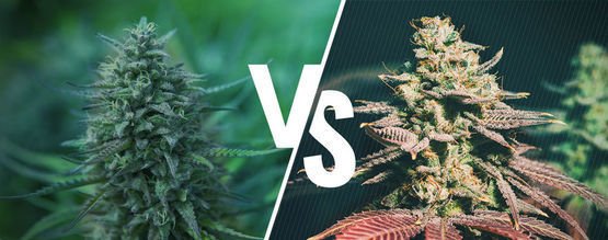 Fotoperiode vs. Autoflowering cannabis: Hvilken passer bedst til dig?