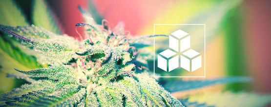 Betydningen af sukker i cannabisdyrkning