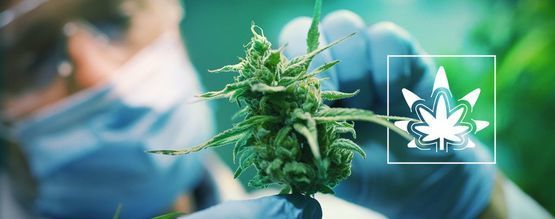 Sådan (og derfor) regenererer du cannabisplanter