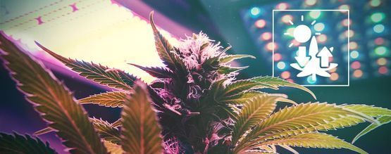Cannabis og fotosyntese