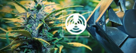 Ventilation i cannabismiljøet til dyrkning