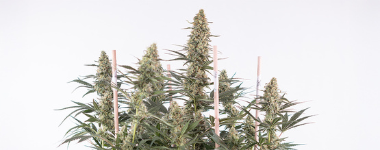 Sådan dyrker du Autoflower: Den komplette guide