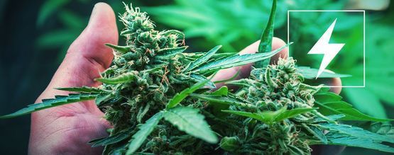 Strøm og at dyrk cannabis