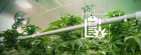 De forskellige typer hydroponiske systemer til at dyrk cannabis