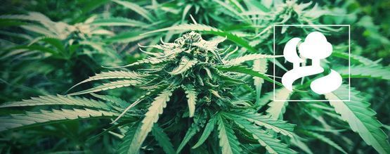 Sådan dyrker du cannabis med guerilladyrkning