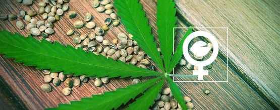 Hvad er feminiserede cannabisfrø?