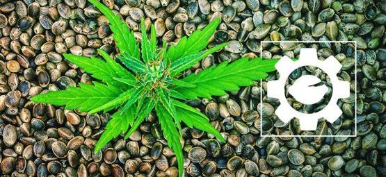 Hvad er Autoflower cannabisfrø?
