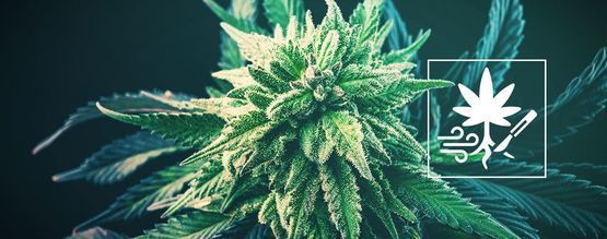 Sådan øger du udbyttet af cannabis med rodbeskæring
