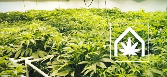 Sådan skaber og vedligeholder du det ultimative rum til at dyrk cannabis