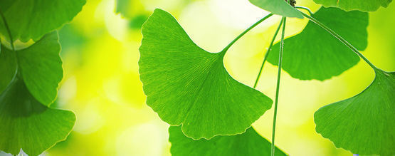 Få mest muligt ud af ginkgo biloba