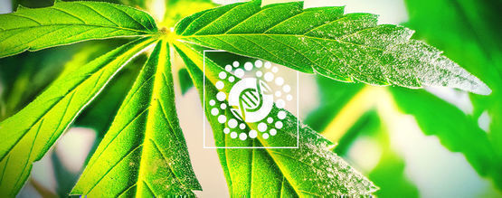 Alt om pollen og cannabisforædling
