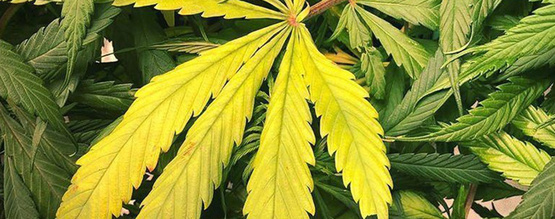 Kvælstofmangel i cannabisplanter