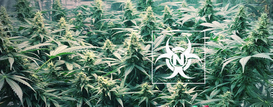 Kvælstofforgiftning i cannabisplanter