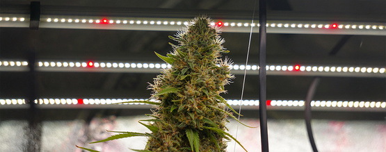 Autoflower-lysrytmer forklaret