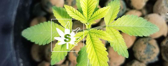 Svovlmangel i cannabisplanter